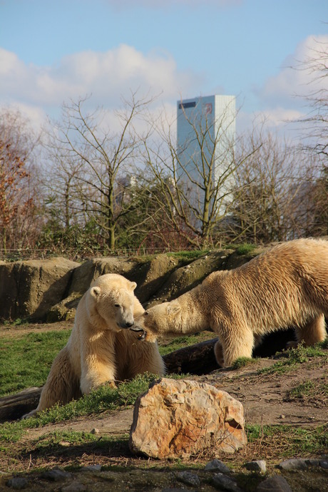 ijsberen in Rotterdam