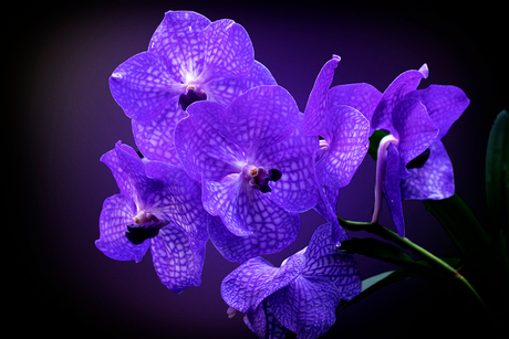 Vanda orchidee