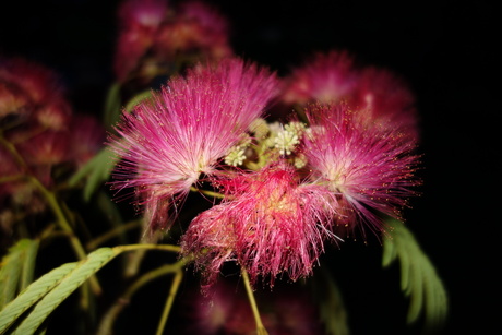 Bloemen in de nacht