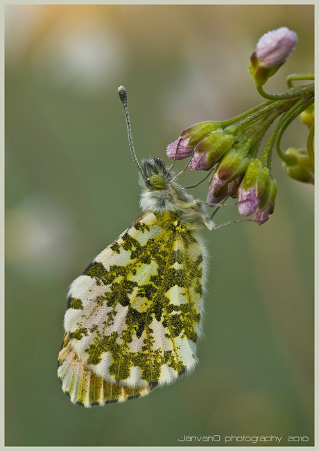 Dauwtrappen macro 1