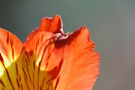 Mooi Oranje