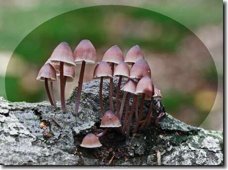 Gewoon elfenschermpje (Mycena rosea)