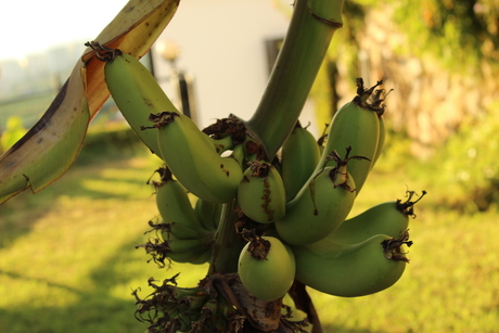 Bananenplant Alanya