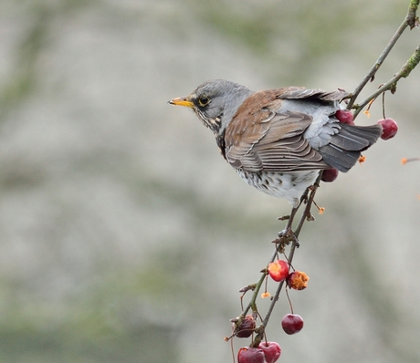 Kramsvogel