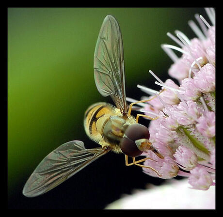 Sluipwesp ? Op Astrantia