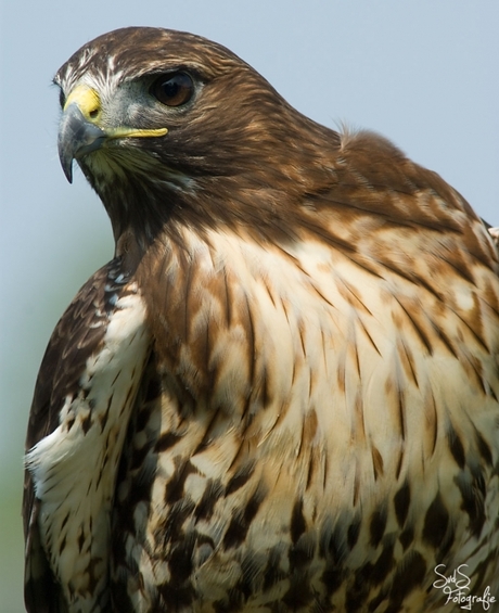 Roodstaartbuizerd