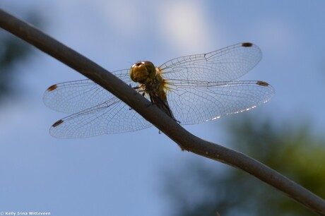 Libelle