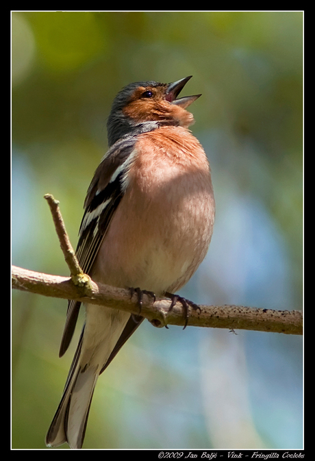 Vink