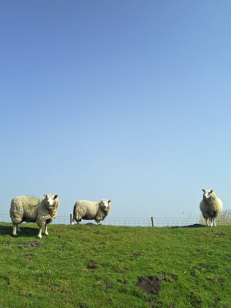 Holland zoals het hoort