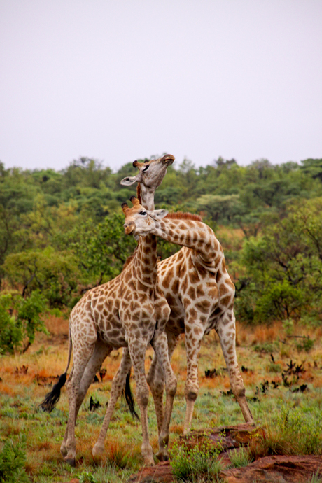 Giraffe moeder met dochter