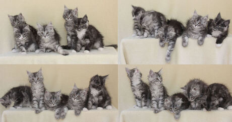 fotoshoot kittens