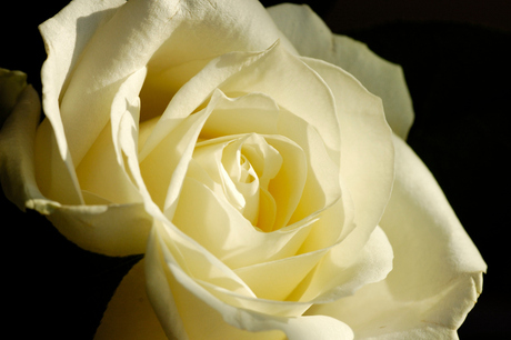 white rose