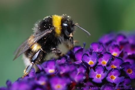 Insect op zoek