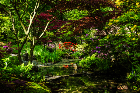 Japanse Tuin.jpg
