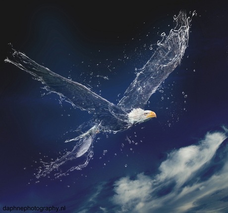 Storm or no storm, the eagle eats fish
