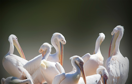 Pelikanenfamilie