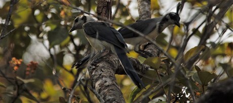 White-throated Magpie-jay (Cyanocorax formosus)