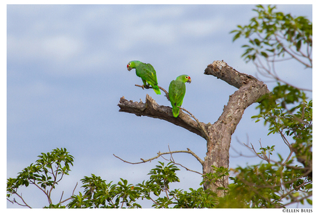 Amazonepapegaai, Costa Rica