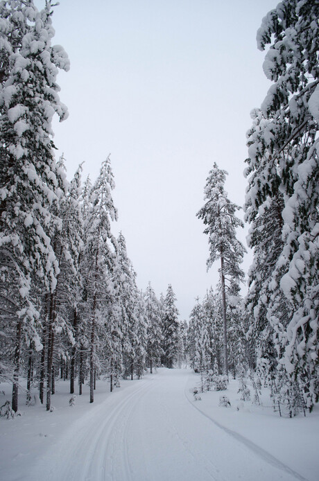 Finland 100.jpg