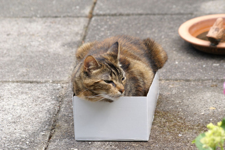Wat hebben katten toch met dozen?