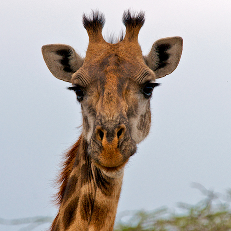 Giraffe in Tanzania