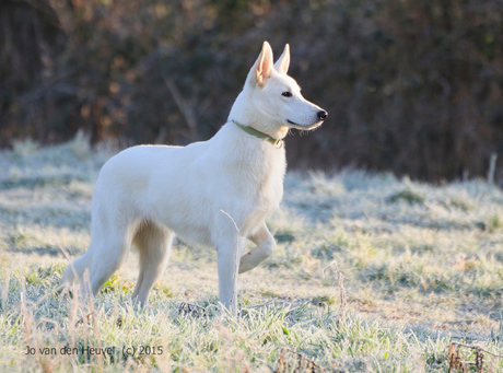 Zwitserse Witte Herder in bevroren ochtenddauw