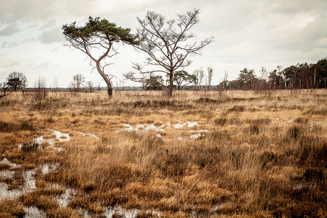 Kalmthoutse Heide