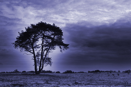 Lonesome tree