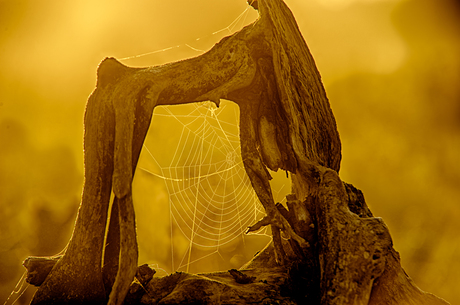 Web In Wood