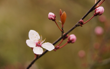 Eerste bloemen