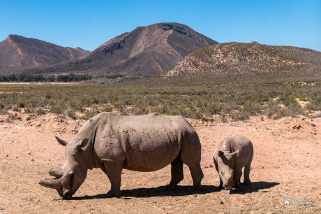 Zuid-Afrika