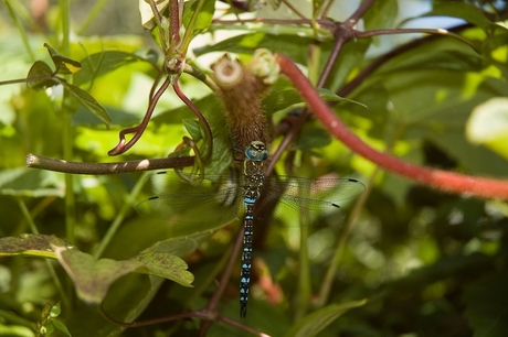 Libelle