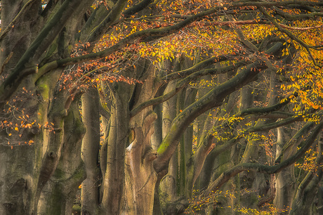 door het bos de bomen niet meer zien.........