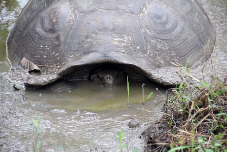 Turtle Mudbath