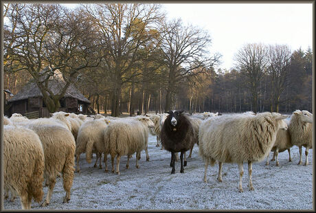 Het zwarte schaap..