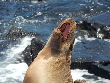 geeuw van de zeeleeuw