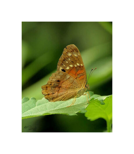Nog een vlinder De Anartia anathea.