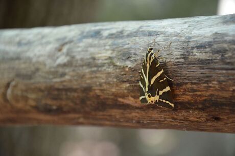 Vlinder - Petaloudes Rhodos