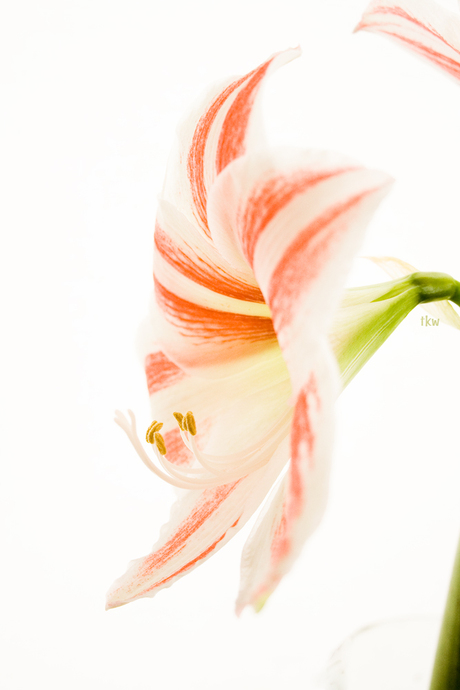 Amaryllis 3