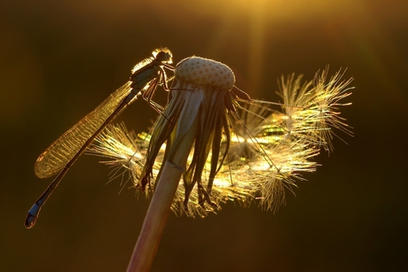 juffer in de avondzon