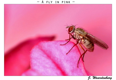 Een vliegje in het roze...
