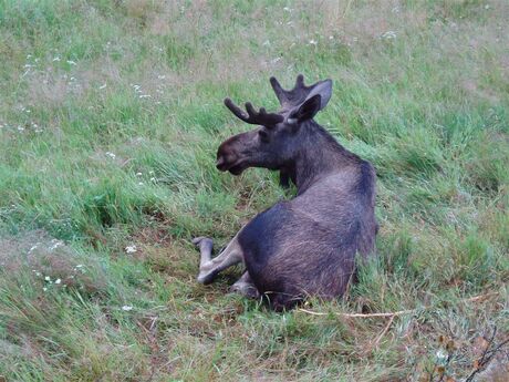 63 Eindelijk een eland gezien, maar wel in een parkje