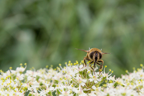 Of bij de hommel