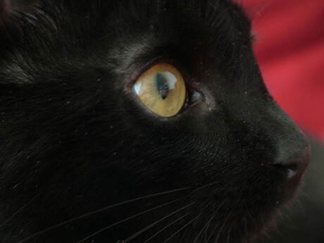 kinderlijke nieuwsgierigheid