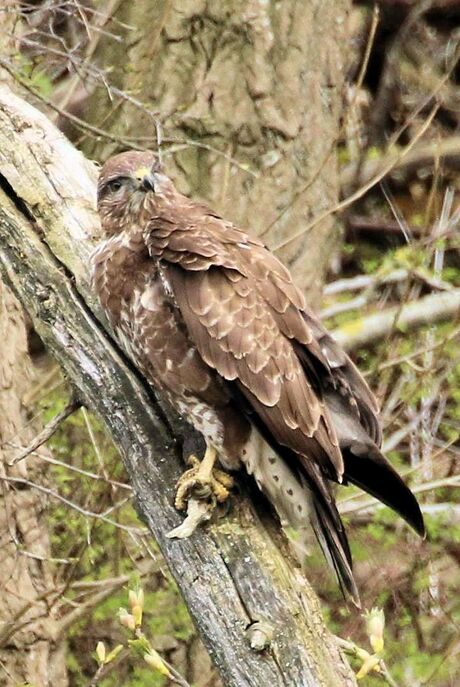 Buizerd