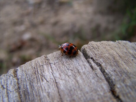 Ladybug