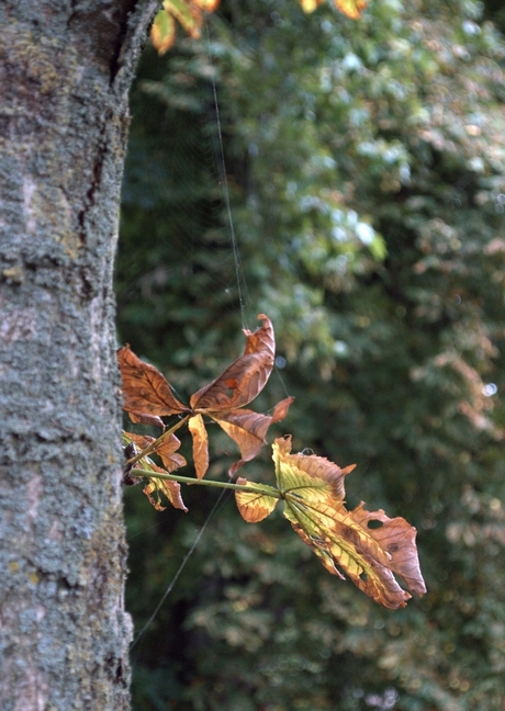 Natuur in herfst kleuren