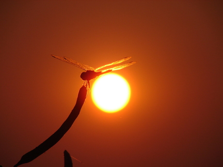 Zonsondergang