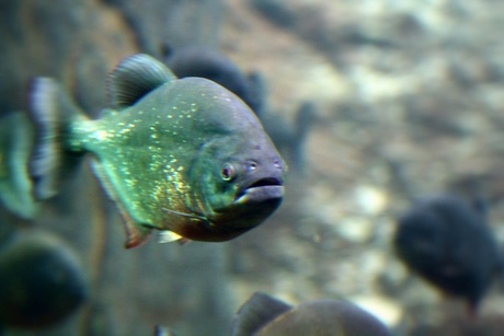 Piranha