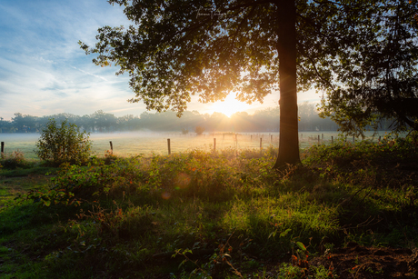 Morning Glory I